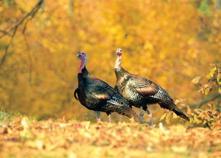 Fall Fireturkey Late fall shotgun turkey season starts Saturday | Laker Country 104.9 ...